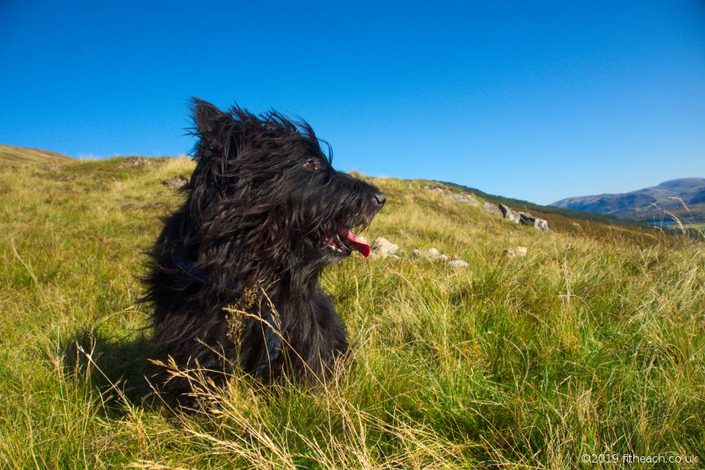 Neachdainn posing in bright sunshine, with the wind in his hair.
