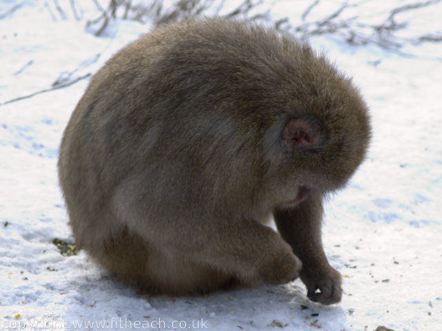 Japanese Macaque eating seeds from snowy ground