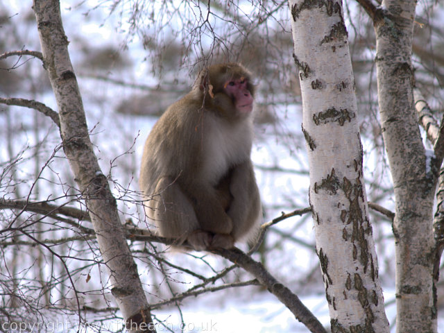 Japanese Macaque sitting in a tree