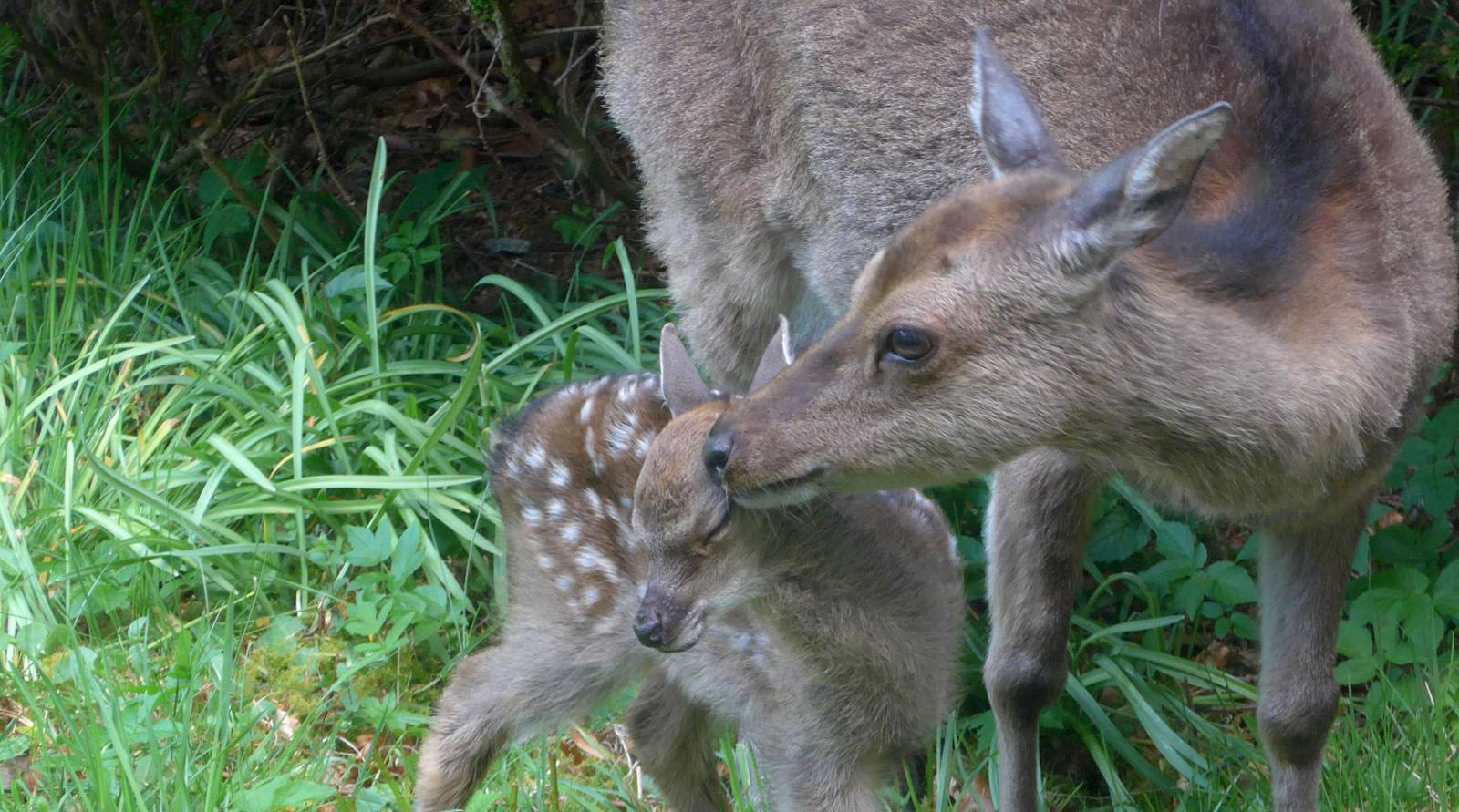 Sika deer hind with newly born fawn