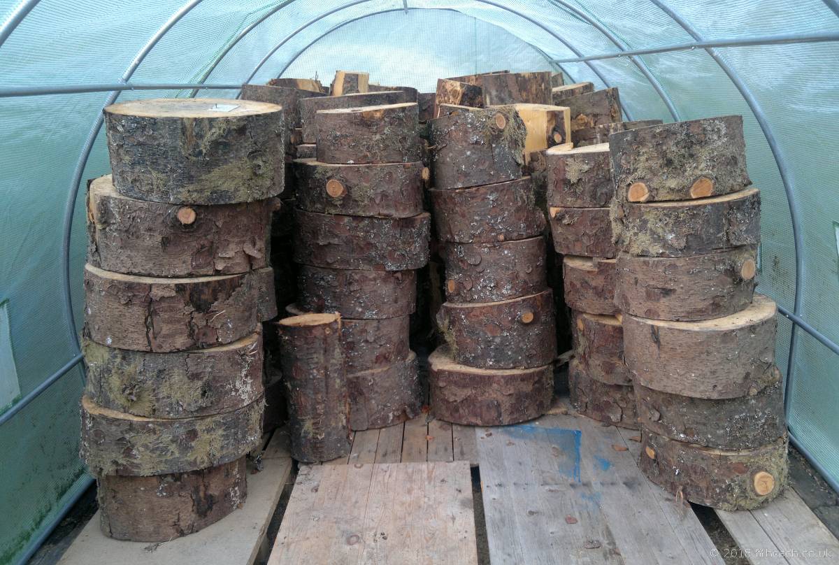 Slices of sitka spruce, stacked inside the polytunnel.