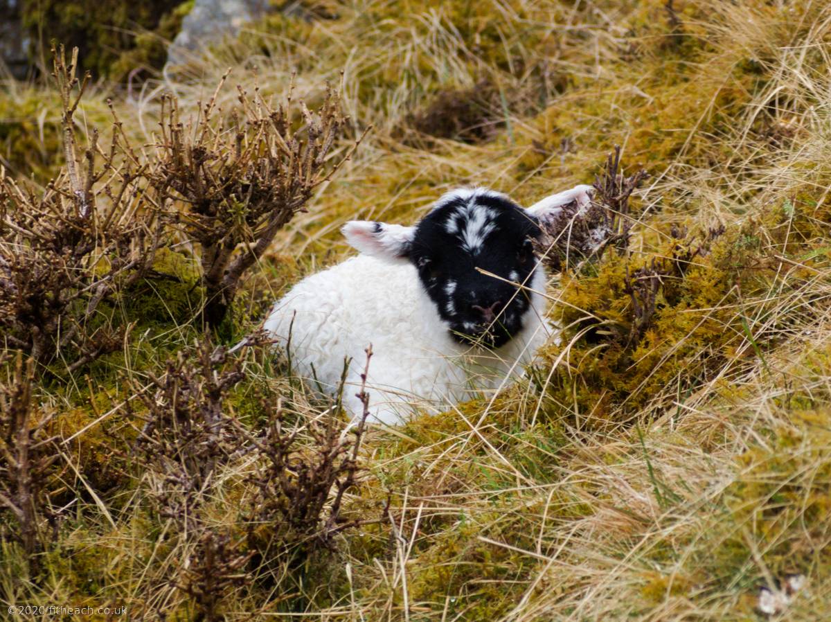 Where's mum? A very young lamb, lying low, by the side of the track.