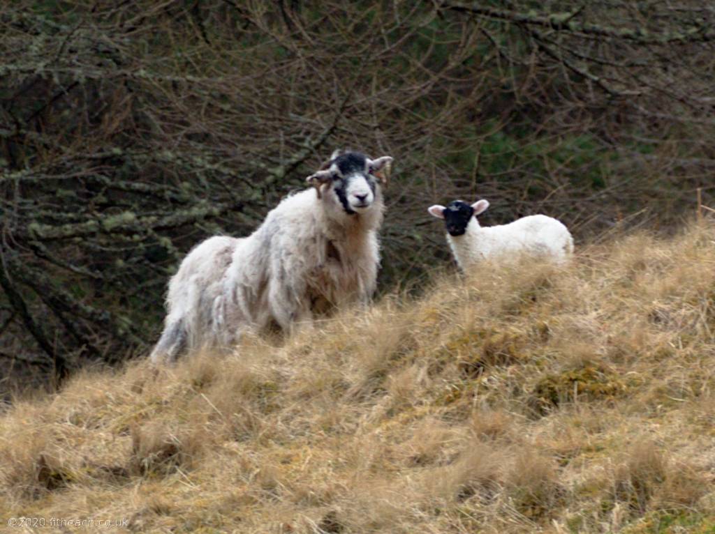 The mother ewe, and the twin sibling lamb.
