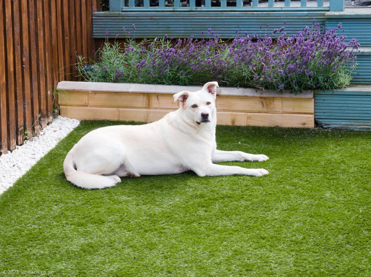 Gruoch, the white Akbash dog, lying in the garden, in a sphinx-like pose, with hear head towards the camera