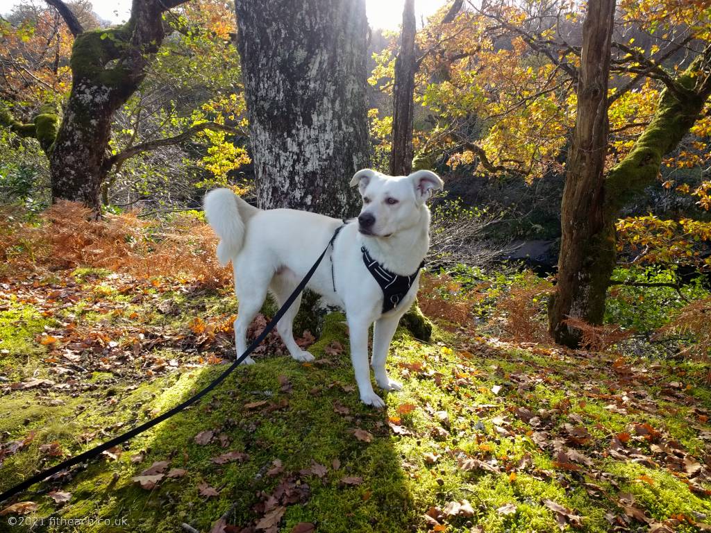 Gruoch, the white Akbash dog, posing in the forest, standing in front of a tree.
