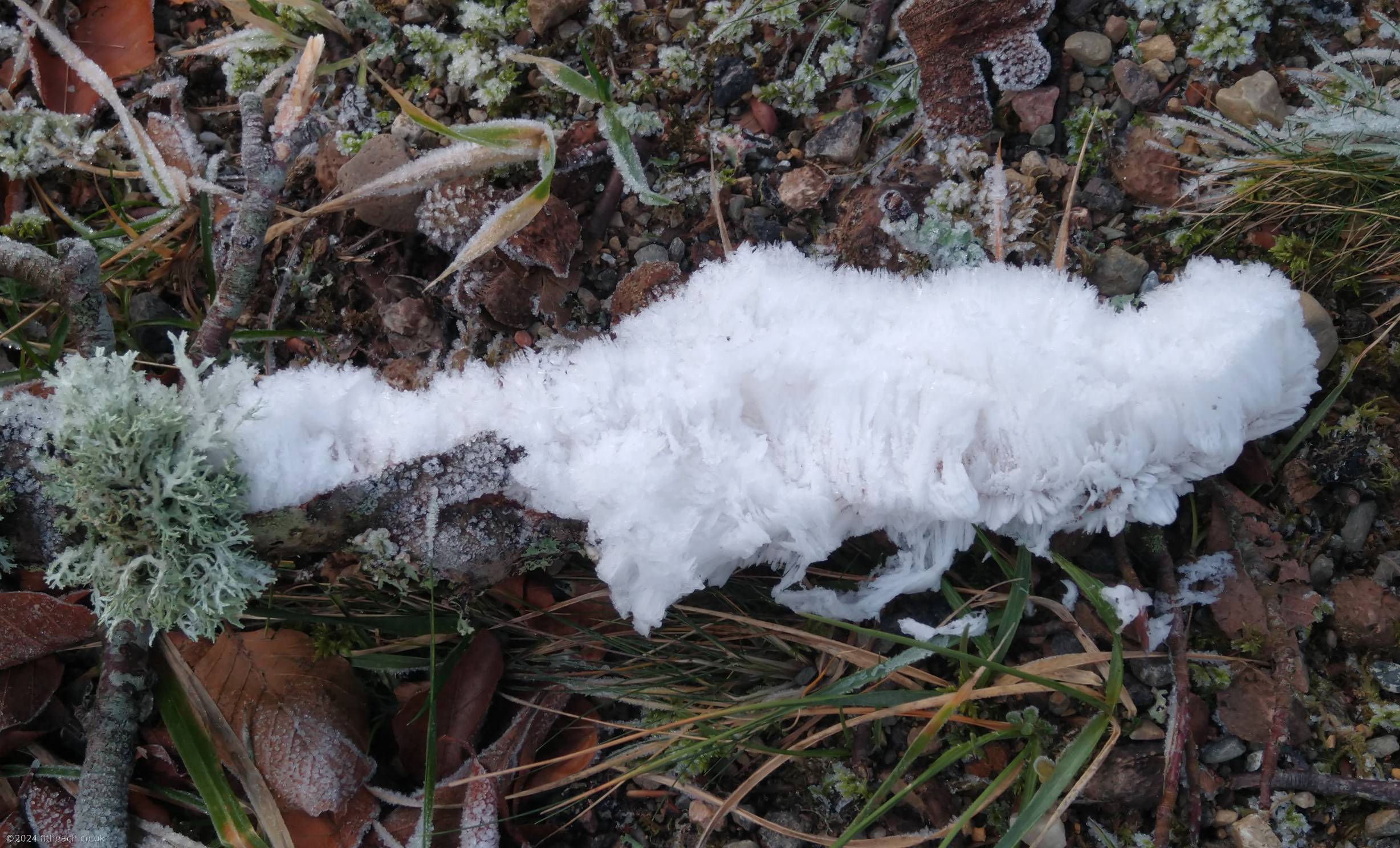 A small beech branch, lying on the ground. Emanating along the length of the branch is the white hair ice.